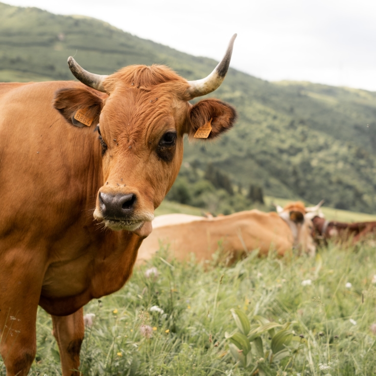 vache-montagne-tarine