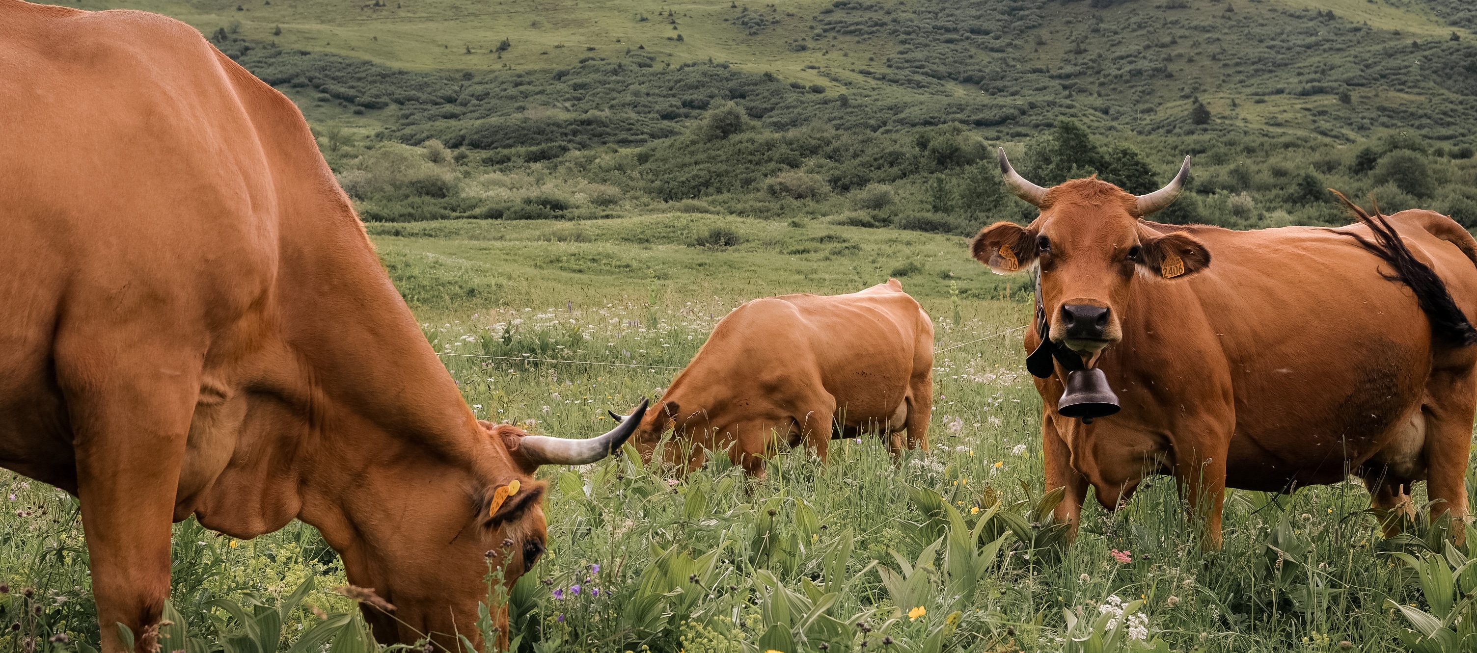 vaches-montagnes