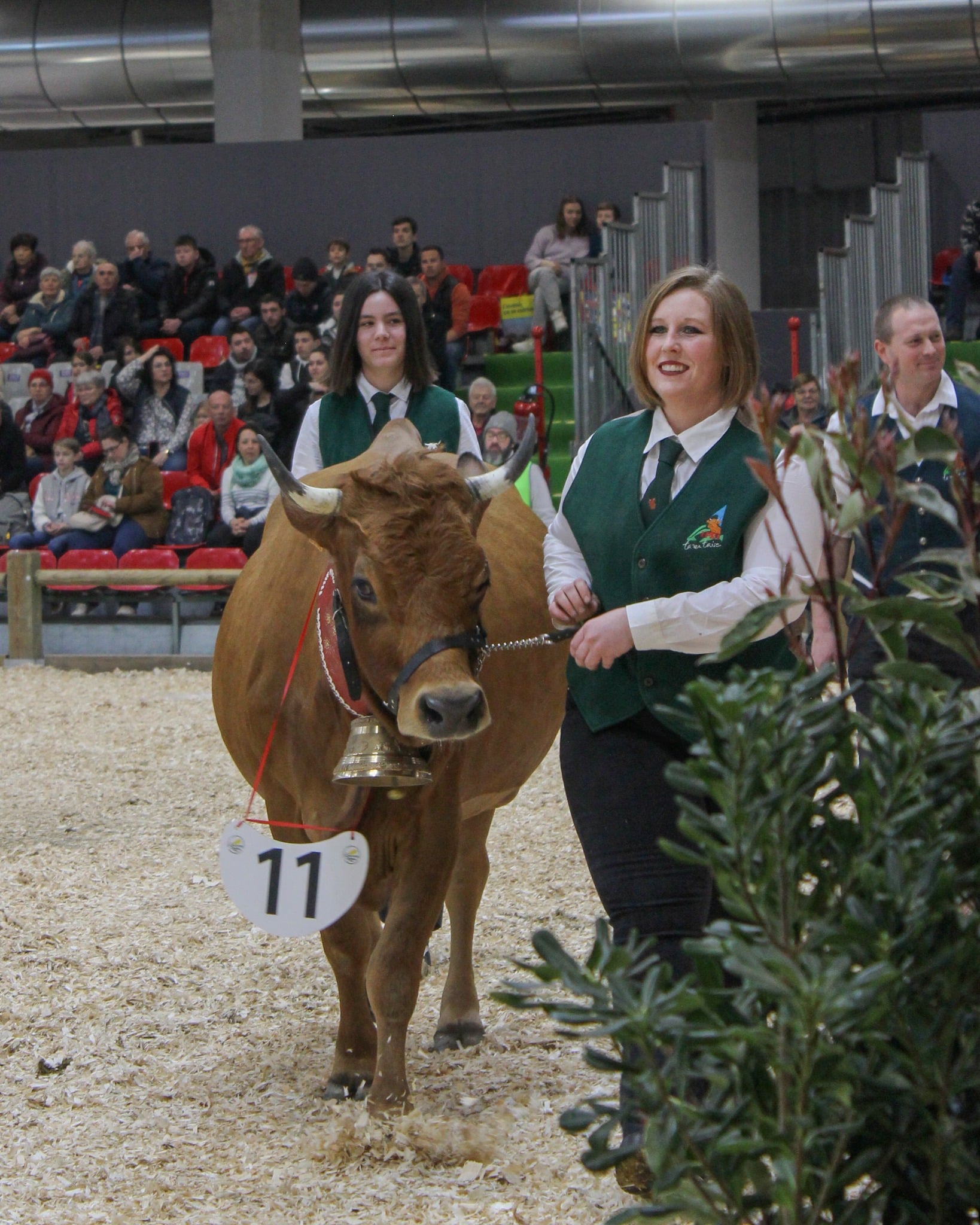 Pivoine (vache tarentaise)