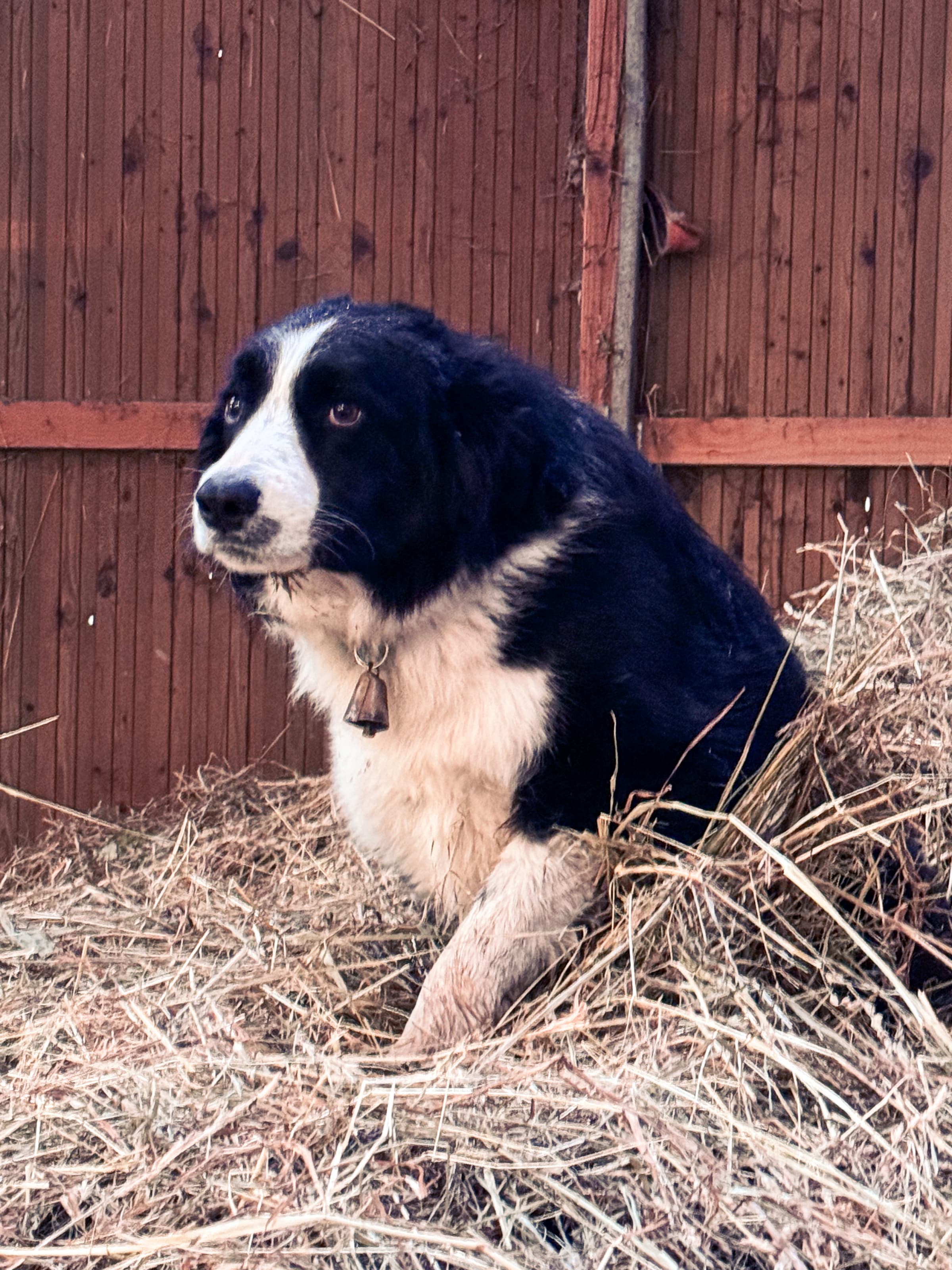 Le chien de berger en montagne